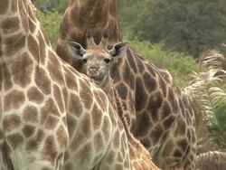 zebra and giraffe Stock Footage