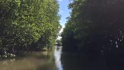 HD VDO : Mangrove forest Stock Footage