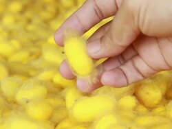 Cocoon silkworm Stock Footage