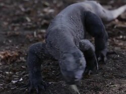 A Komodo Dragon walks towards the camera Stock Footage