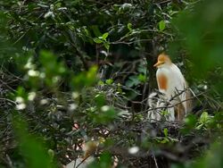 Cattle Egret with Babies Stock Footage
