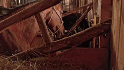 DS Cowgirl putting a saddle pad on horse in stall Stock Footage