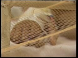 El Salvador declares state of emergency over dengue fever News Clip