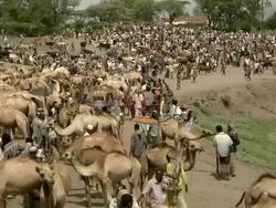 Overview of camel market Stock Footage
