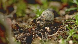 A Japanese Luehdorfia emerges from a chrysalis Stock Footage