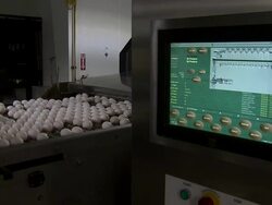 Close up of machine and eggs. Stock Footage