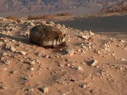 MS TS View of Desert hedgehog (Paraechinus aethiopicus) looking for food in desert / eilat, negev desert, Israel Stock Footage
