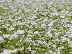 MS View of Landscape of buckwheat flower bed in Bongpyeong buckwheat flower festival / Tongyeong, Gyeongsangnam-do, South Korea Stock Footage