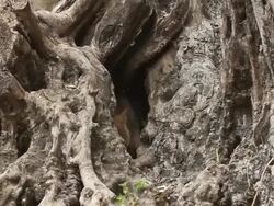 golden jackal (Canis aureus) cubs in olive tree trunk Stock Footage
