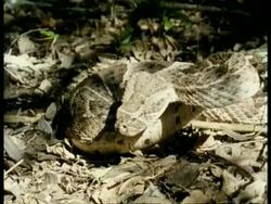 CU high speed Puff Adder, Bitis arietans, poised concertina like on leaf litter in aggressive stance, strikes, Kenya Stock Footage