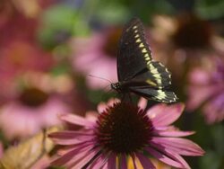 CU SLO MO Shot of Swallowtail butterfly flying away from top of pink daisy / Santa Barbara, California, United States Stock Footage