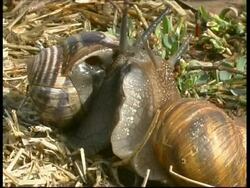 Snails mating on grass, sunny, third snail investigates and joins in, CU, Israel Stock Footage