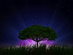 Tree and sunrise Stock Footage