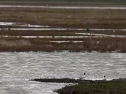Bird Life At Elmley Marshes Stock Footage