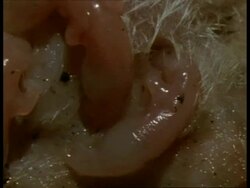 BCU pan across litter of newborn young of Grey short-tailed Opossum suckling Stock Footage