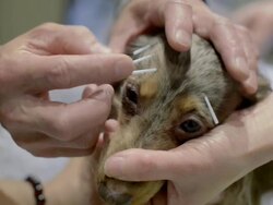 Acupuncture Therapy For Dogs Attracts Dog Owners Stock Footage