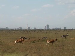 WS View of skyline of Nairobi with Kenyatta International Conference Center and gazelles and zebra AUDIO / Nairobi, Central, Kenya   Stock Footage