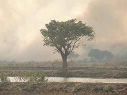 Destroyed by burning tropical forest Stock Footage