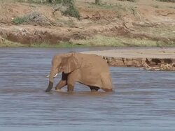 MS Elephant drinking water while crossing River / National Park, Africa, Kenya Stock Footage