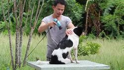 Man and dog do outdoor activities Stock Footage