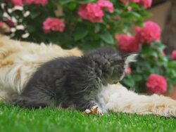 HD SUPER SLOW-MO: Kitten Lay Down Beside A Dog Stock Footage