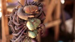Crab's pinch and squirm hanging from a string in Brazilian market Stock Footage