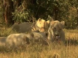 White lioness eating with her cubs HD Stock Footage
