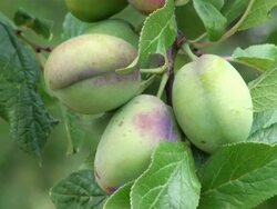 MS Shot of prunus domestica / Serrig, Rhineland-Palatinate, Germany Stock Footage