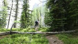 Man and dog hike forest trail Stock Footage
