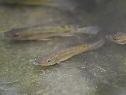 Feeding tilapia Stock Footage