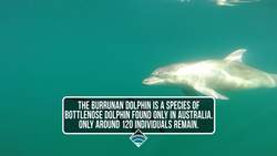 STEM Career Closeup: A Day in the Life of a Marine Biologist and Conservationist Instructional Video