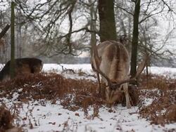 Fallow Deer feeding in the snow Stock Footage