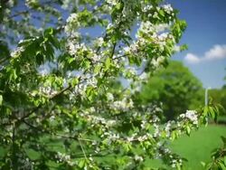 CRANE DOWN: Cherry Blossom Stock Footage