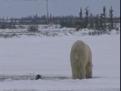 Polar bears (Ursus maritimus) shaking off water, one in ice hole Stock Footage