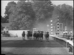 B/W 1962 horses running towards camera at Preakness / Baltimore, MD / newsreel Stock Footage
