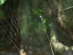 Spider on spiderweb. Stock Footage