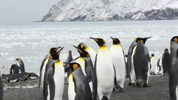 King Penguins at Gold Harbour, South Georgia, Southern Ocean. Stock Footage