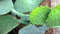 Cactus 'flesh' cleans up toxic water Instructional Video