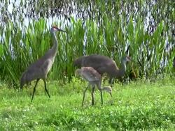 Mated Pair of Sandhill Cranes With Their Chick Stock Footage