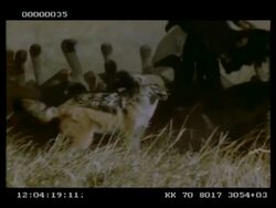 High speed - Jackal chasing vultures away from carcass Stock Footage