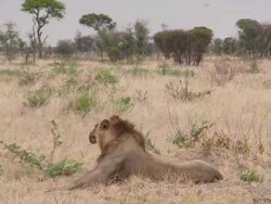 WS Male lion lying down and looking around pensively   / Central Kalahari Game Reserve, Botswana Stock Footage