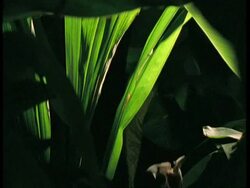 MS bat flying in and out of frame, South America Stock Footage