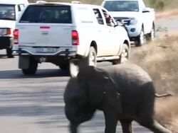 Wildlife in Kruger National Park Stock Footage