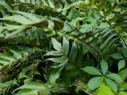 Green Ferns Stock Footage