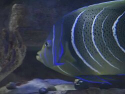 CU TS Fish swimming in tank in aquarium / Western Cape, South Africa Stock Footage