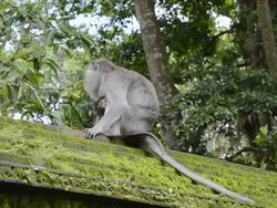 MS Macaque Monkey with baby in Pura Dalem Agung temple in Monkey Forest / Ubud, Bali, Indonesia Stock Footage