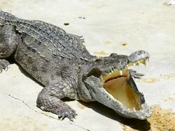 Crocodile Stock Footage