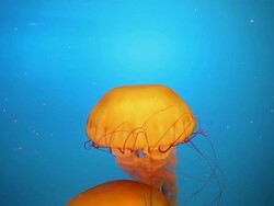 Sea nettle jellyfish Stock Footage