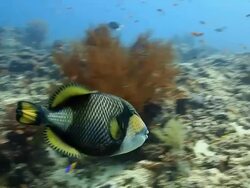 Trigger Fish Stock Footage