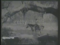 1940s: AUSTRALIA: RESOURCES: ** WS Herder on horseback herding large group of sheep on plain. VS Male shearers in shearing shed removing sheep woolen fleece (aka clipping). Wool, grazing, livestock, squatter, woollen Instructional Video
